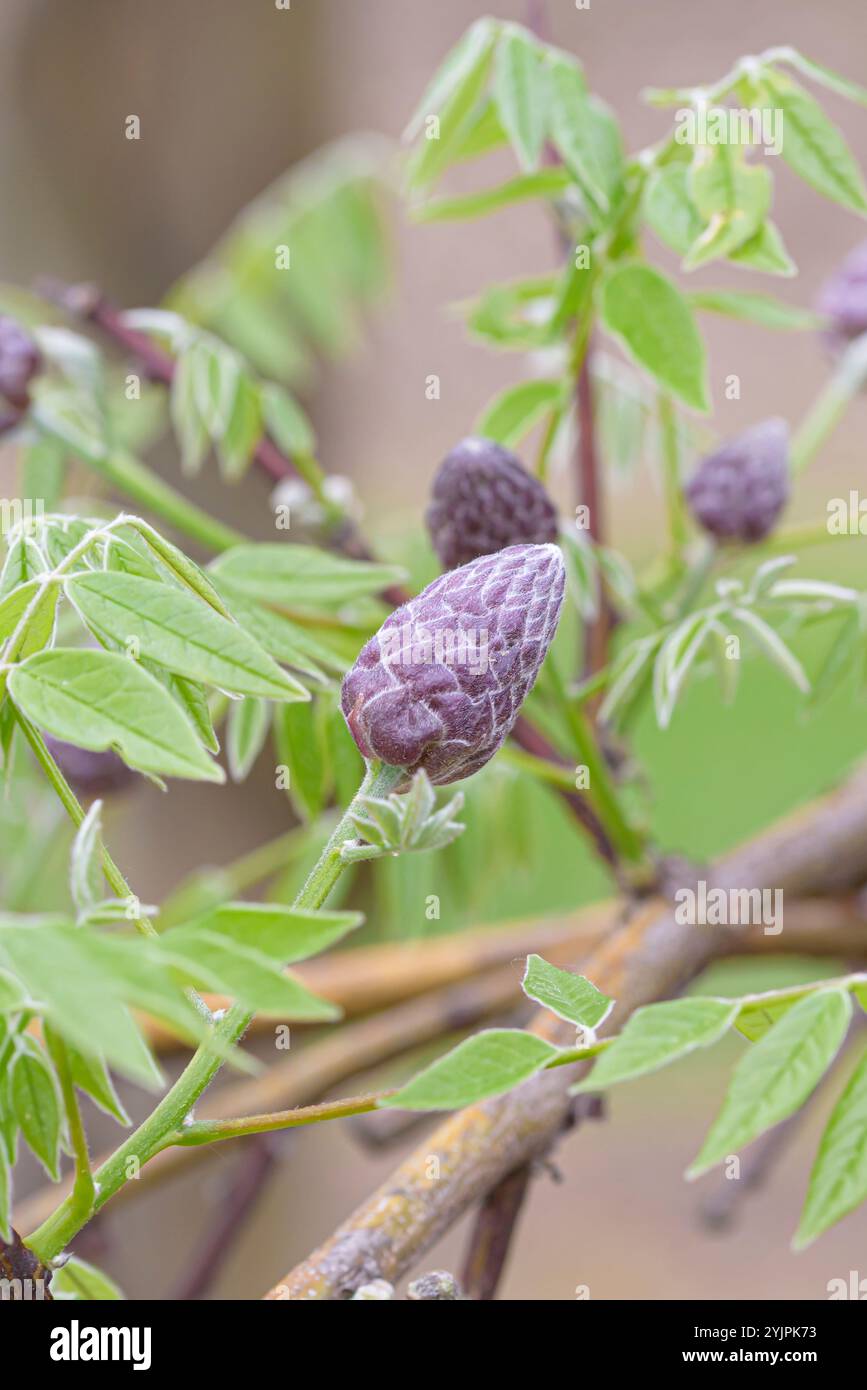 Amerikanischer Blauregen, Wisteria frutescens Amethyst Falls, American  wisteria, Wisteria frutescens Amethyst Falls Stock Photo - Alamy