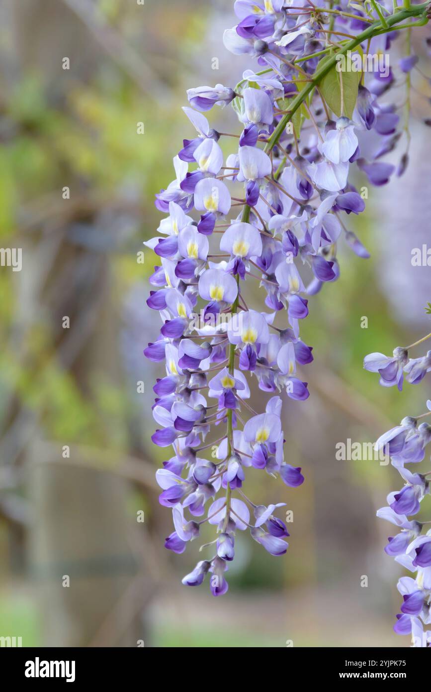 Wisteria formosa issai perfect wisteria floribunda issai perfect hi-res  stock photography and images - Alamy