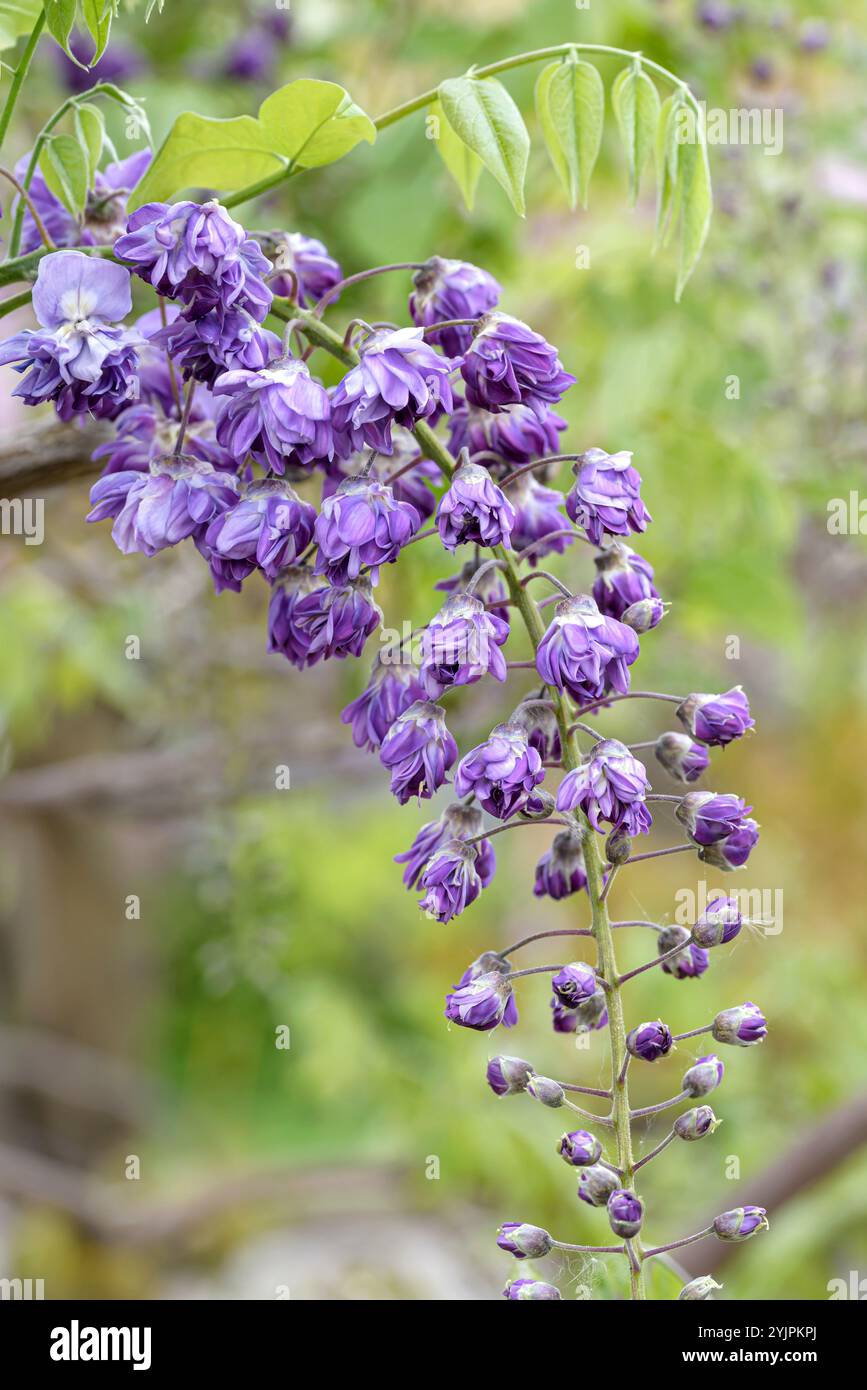 Wisteria floribunda black dragon wisteria formosa yae kokuryu hi-res stock  photography and images - Alamy