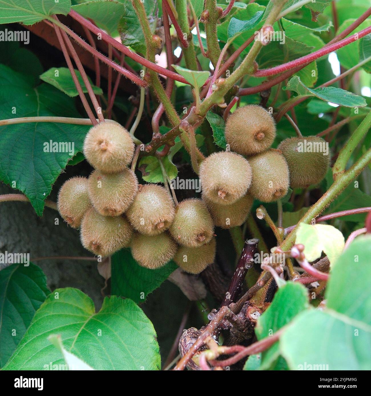 Actinidia chinensis Jenny, Actinidia chinensis Jenny Stock Photo
