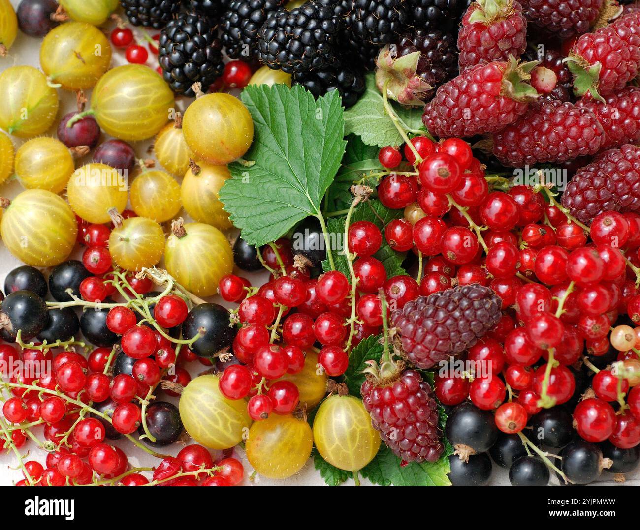 Beerenobst, soft fruit, berries Stock Photo