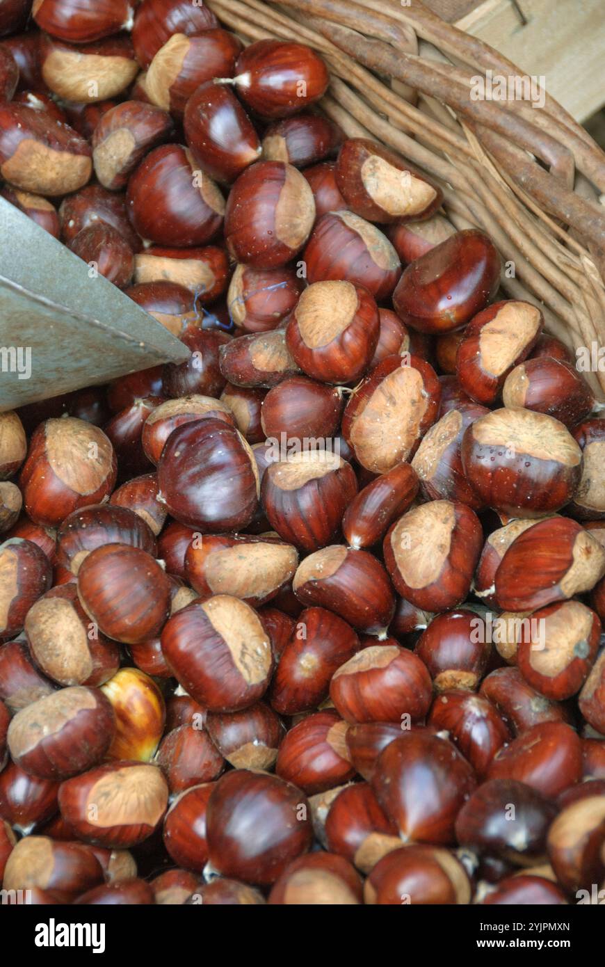 EssKastanie, Castanea sativa, Esschestnut, Castanea sativa, sweet