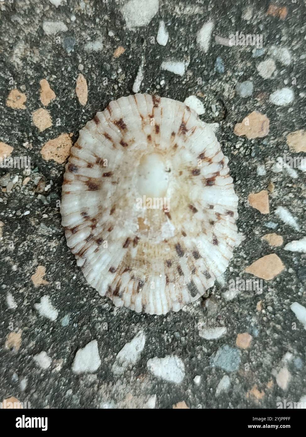 Cellana Shell Cellana hi-res stock photography and images - Alamy
