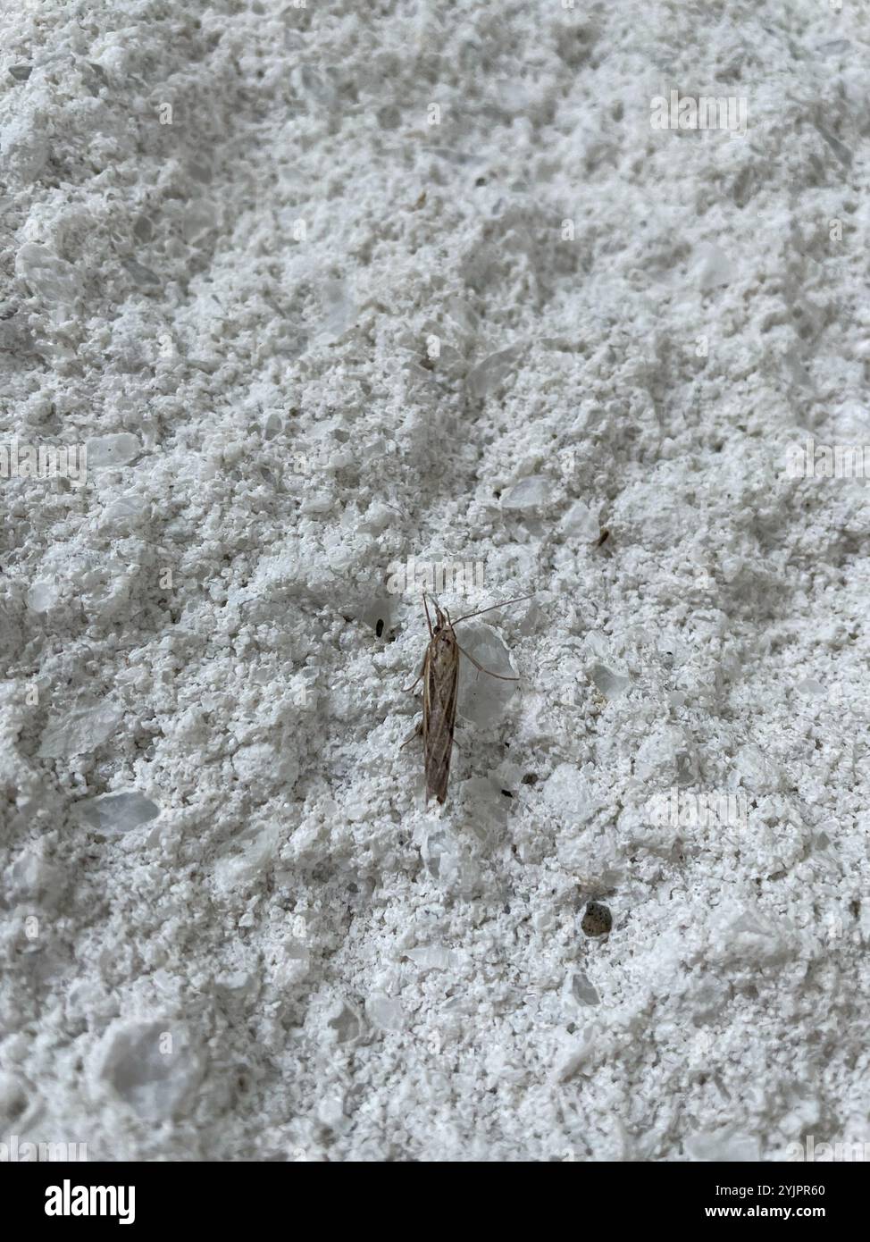 Trissecta Sod Webworm Moth (Pediasia trisecta Stock Photo - Alamy