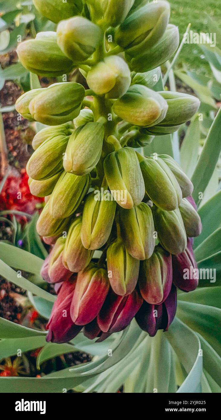Flaming bells. Persian hazel grouse - Fritillaria persica in the park in the sity Stock Photo