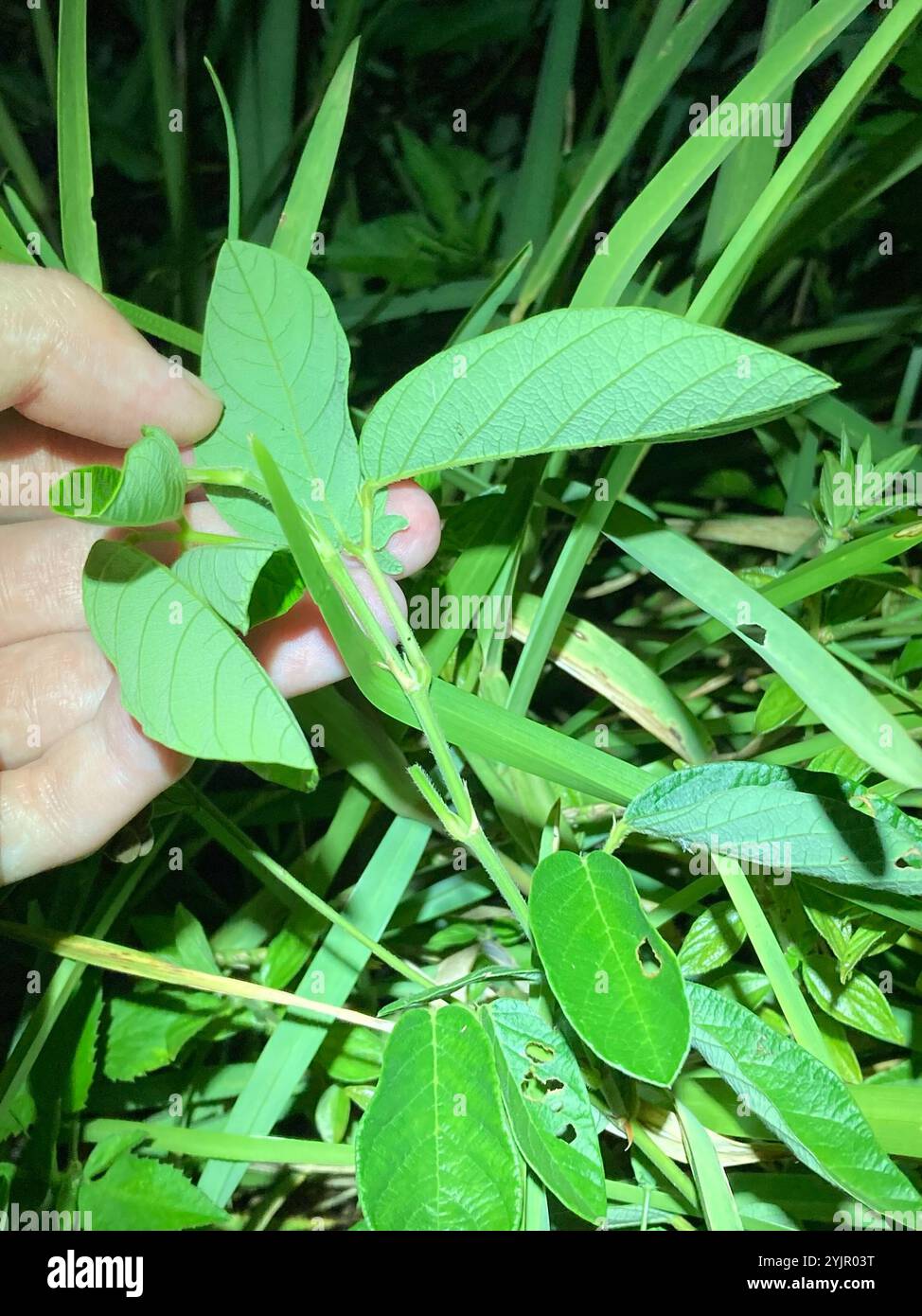 creeping beggarweed (Desmodium incanum Stock Photo - Alamy