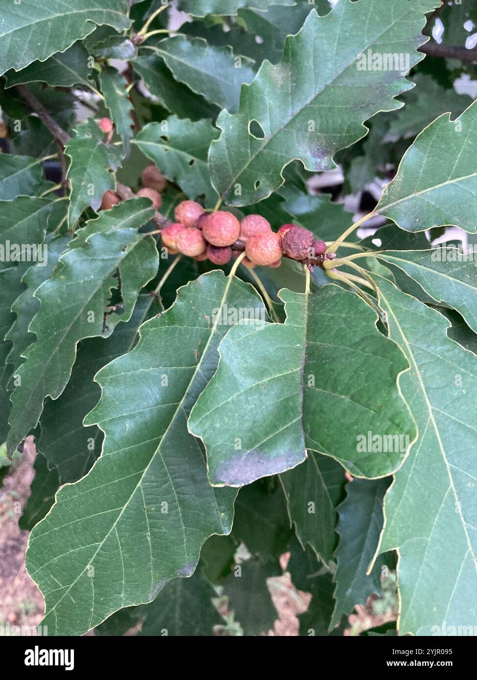 chinkapin oak (Quercus muehlenbergii Stock Photo - Alamy