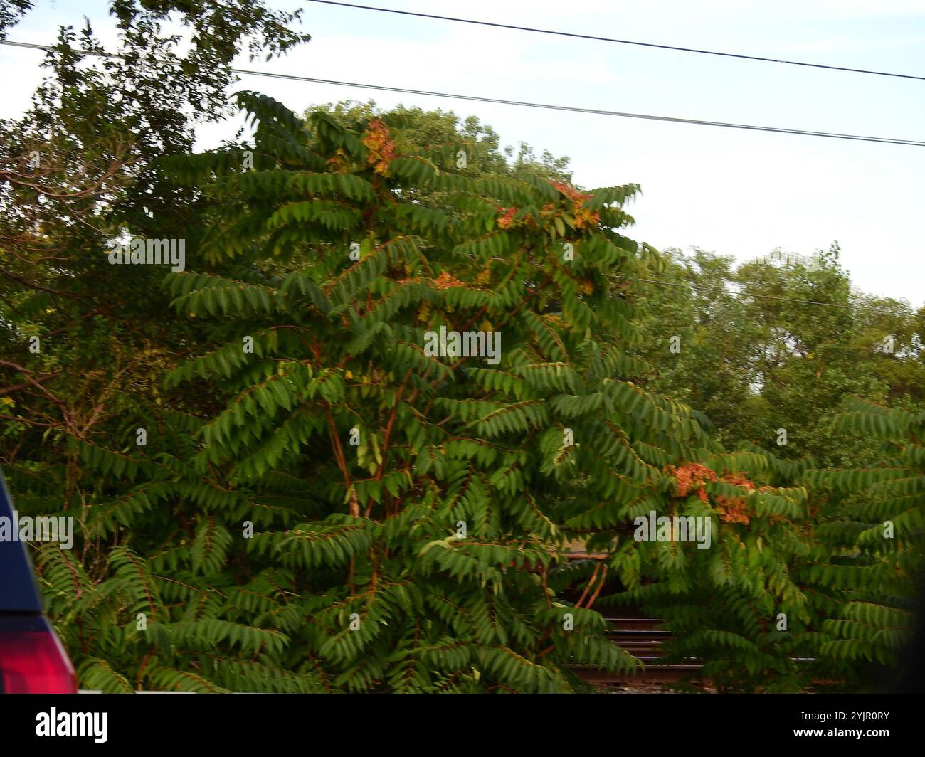 tree of heaven ailanthus altissima