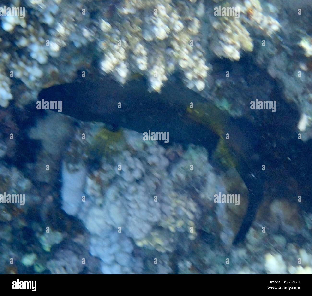 Amanses scopas hi-res stock photography and images - Alamy