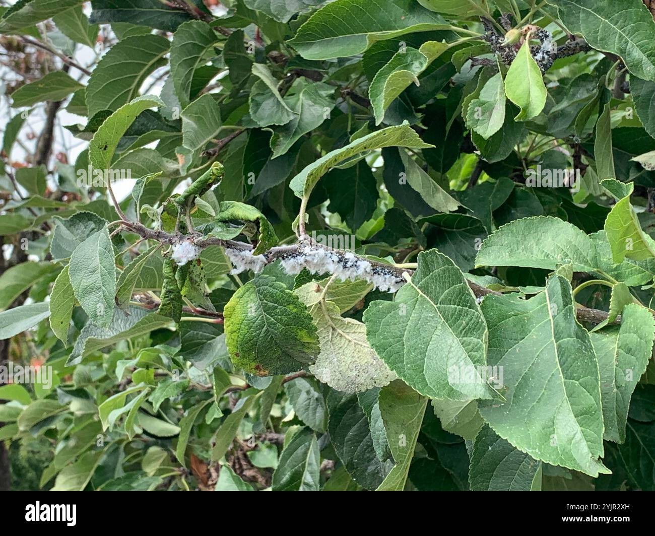 Gall Making Woolly Aphids and Gall-making Aphids (Eriosomatinae Stock Photo - Alamy