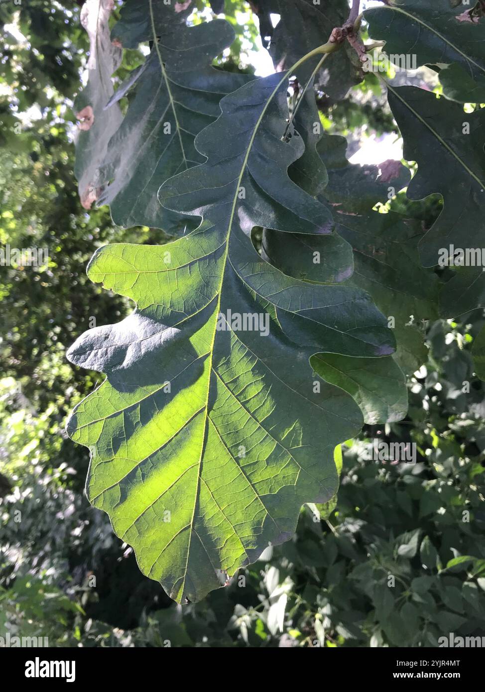 Quercus lyrata hi-res stock photography and images - Alamy