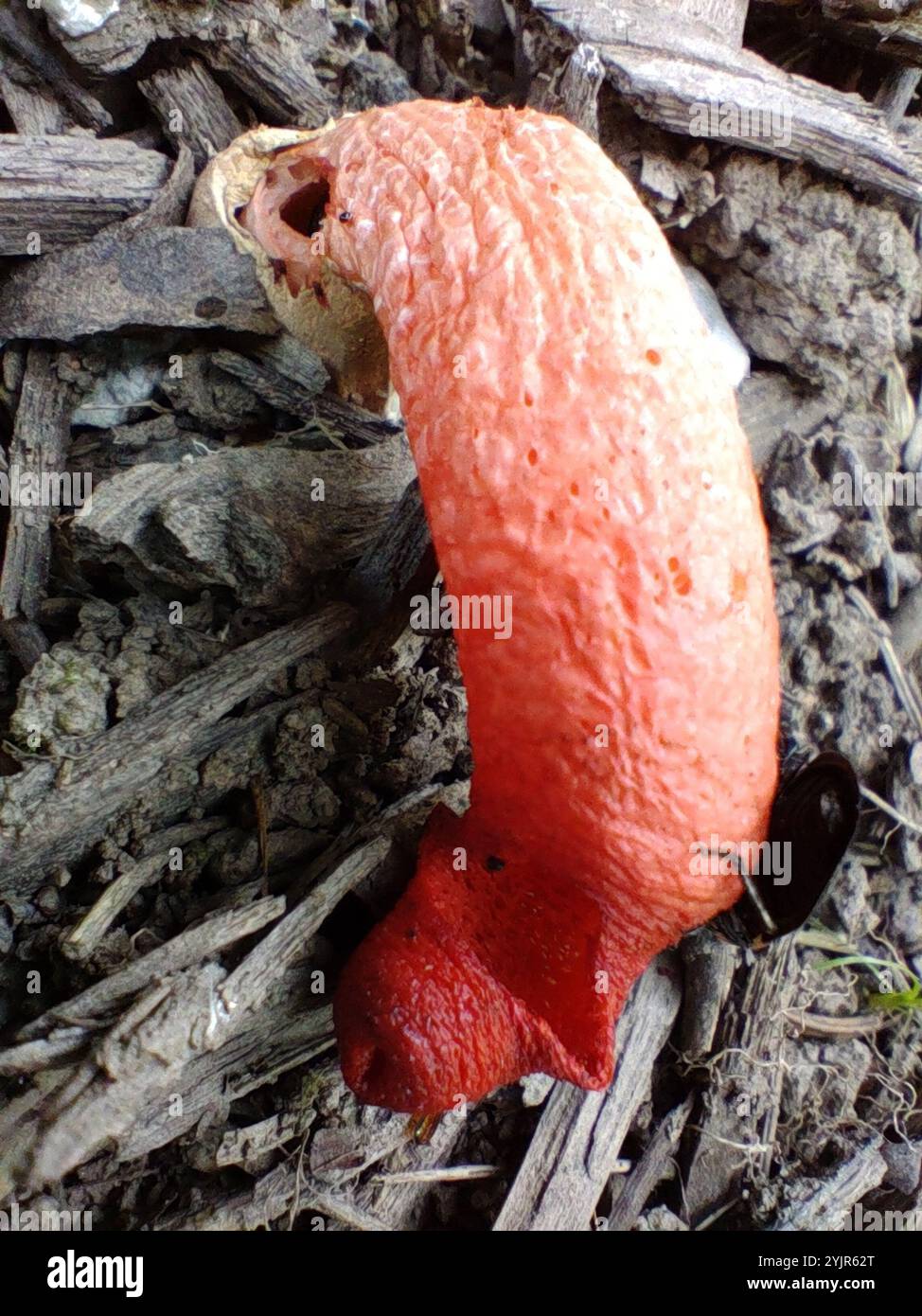 Mutinus elegans hi-res stock photography and images - Alamy