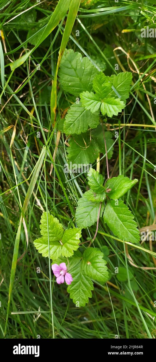 Arctic Raspberry Pictures Arctic raspberry (Rubus arcticus Stock Photo - Alamy