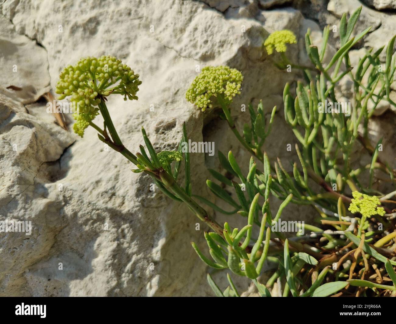 Samohire Tree rock samphire (Crithmum maritimum Stock Photo - Alamy