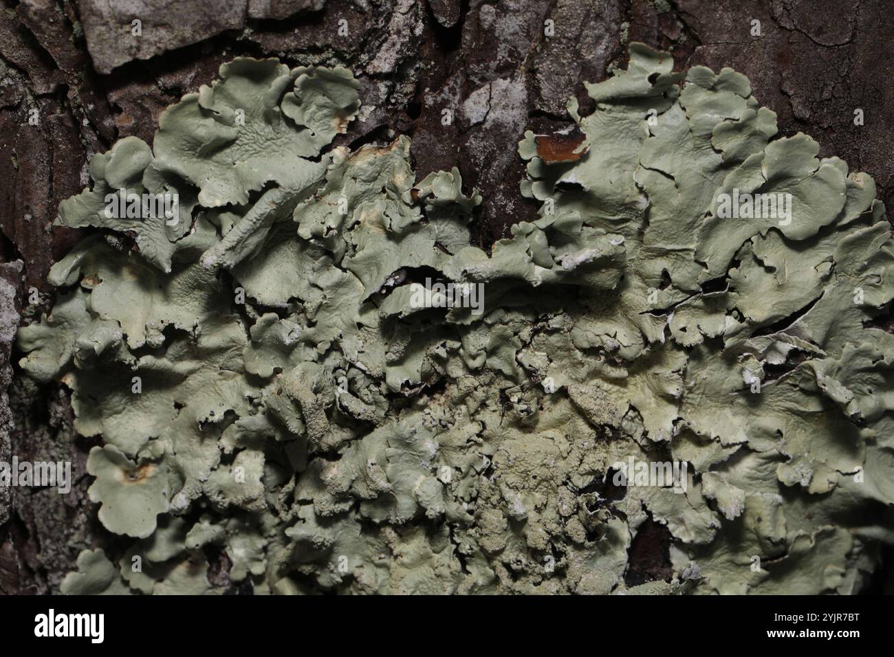 greenshield lichens (Flavoparmelia Stock Photo - Alamy