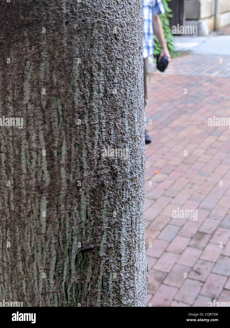 Oystershell Scale (Lepidosaphes ulmi Stock Photo - Alamy
