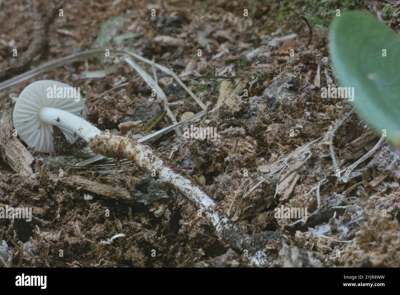 Beech Rooter Rooter hi-res stock photography and images - Alamy