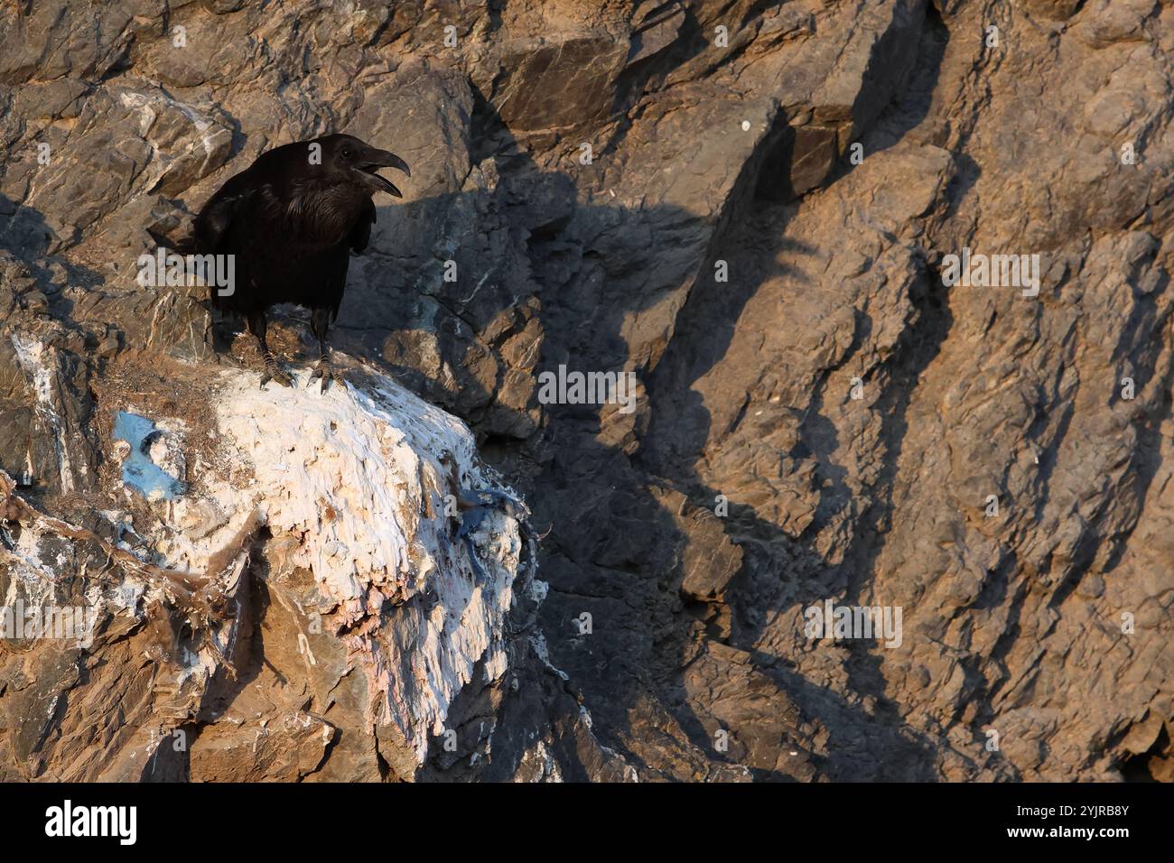 Common Raven is calling while perching on a rock and Stock Photo