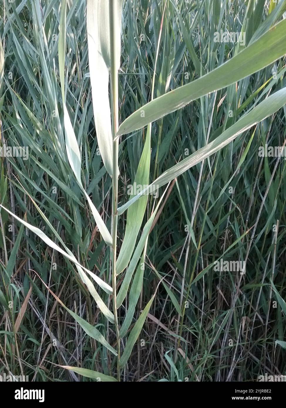 common reed (Phragmites australis Stock Photo - Alamy