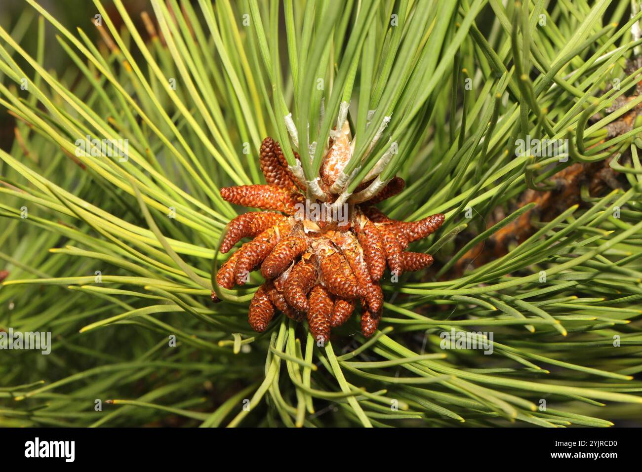 black pine (Pinus nigra Stock Photo - Alamy