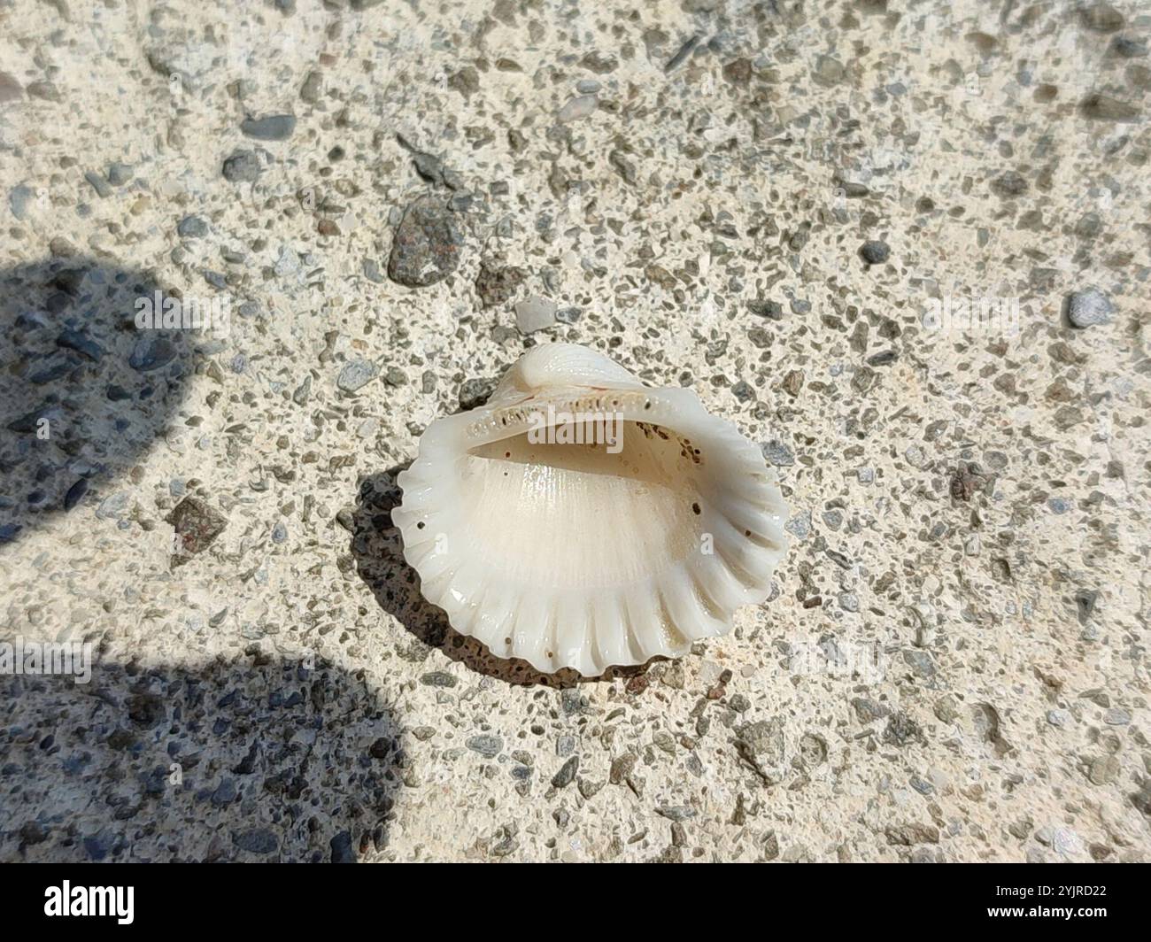 Tegillarca granosa hi-res stock photography and images - Alamy