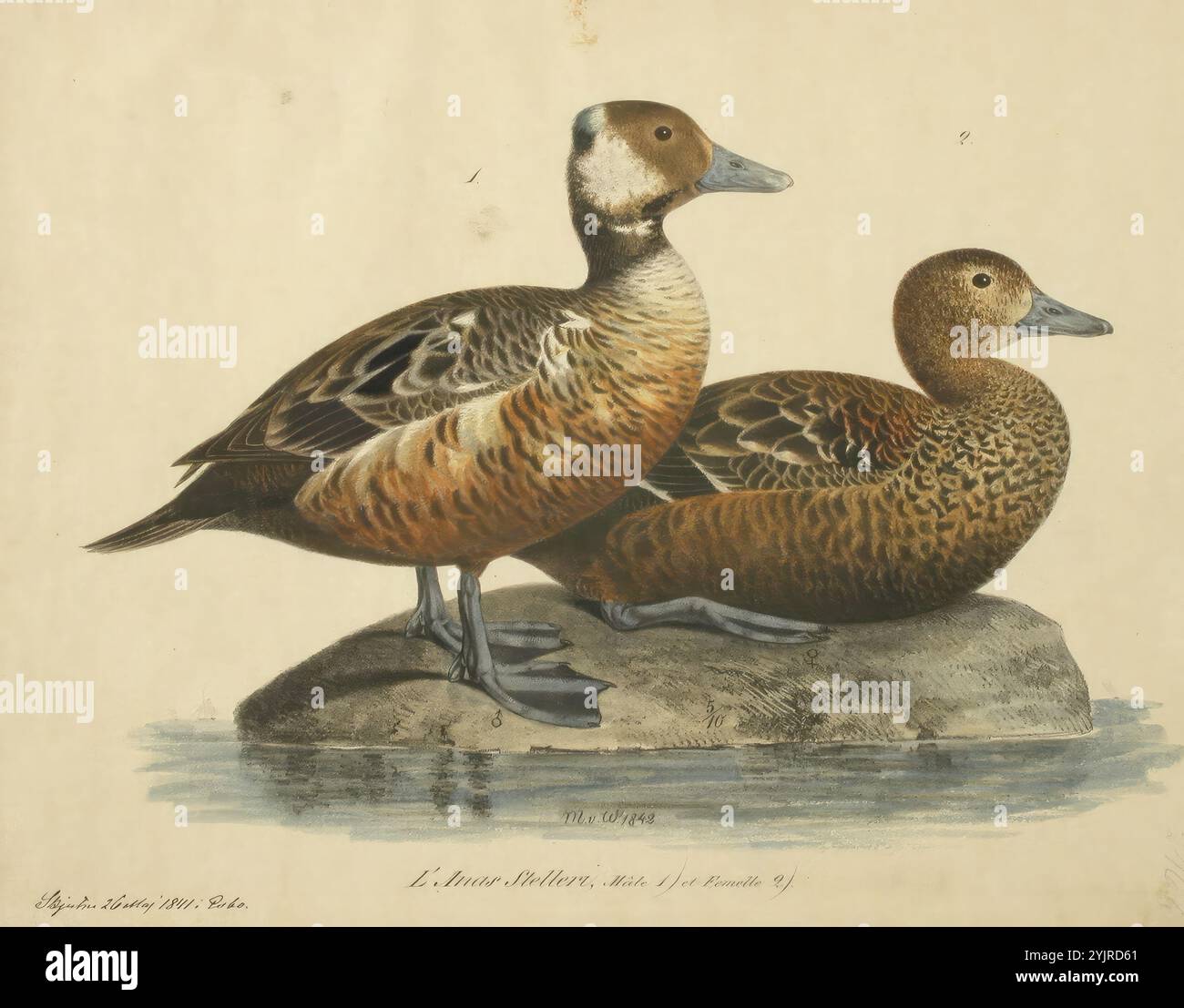 Color 1842 Two color lithography hi-res stock photography and images - Alamy
