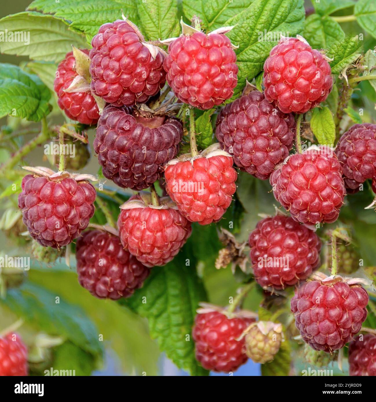 Himbeere Rubus idaeus Autumn Bliss BLISSY, Raspberry Rubus idaeus Autumn Bliss Blissy, Raspberry Rubus idaeus Autumn Bliss BLISSY Stock Photo