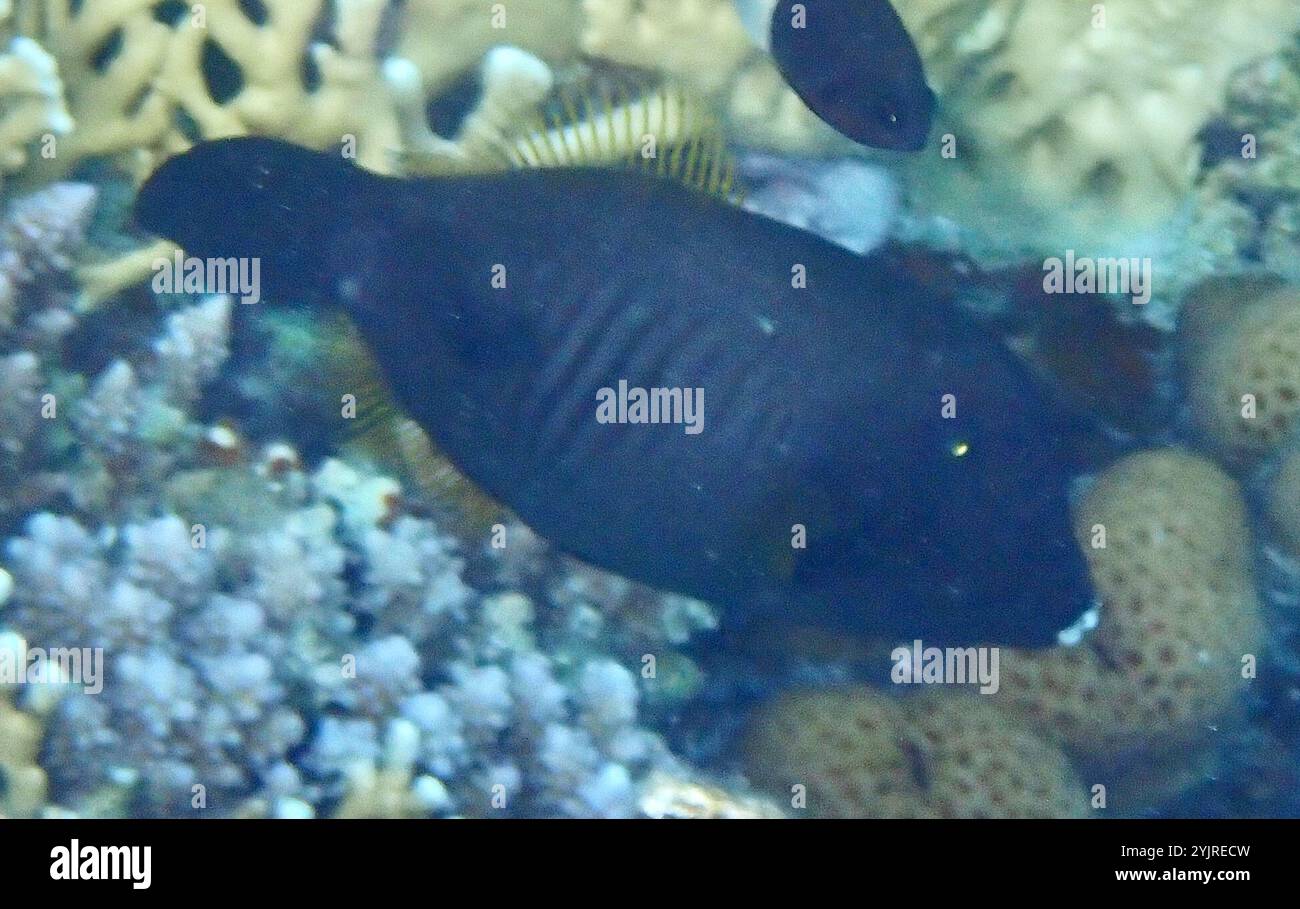 Amanses scopas hi-res stock photography and images - Alamy