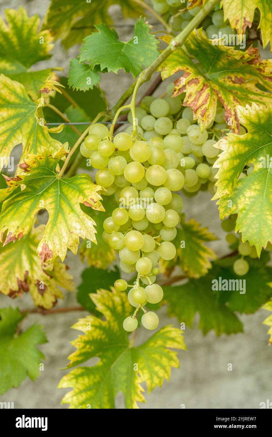 Weinrebe Vitis Fanny, Vine Vitis Fanny Stock Photo