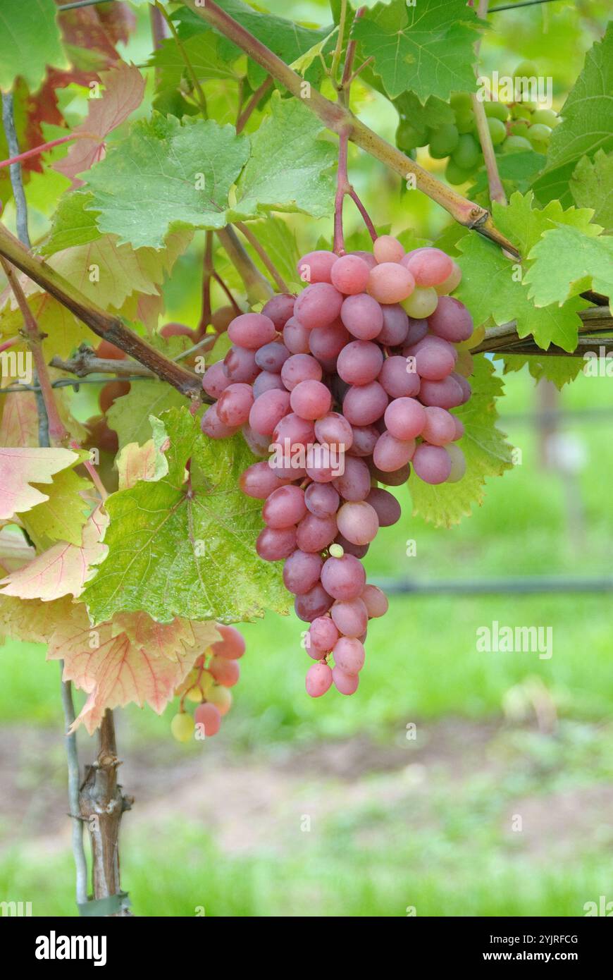 Weinrebe Vitis vinifera Katharina, Vine Vitis vinifera Katharina, Grapevine Vitis vinifera Katharina Stock Photo
