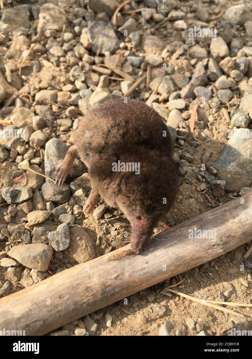Cinereus shrew hi-res stock photography and images - Alamy