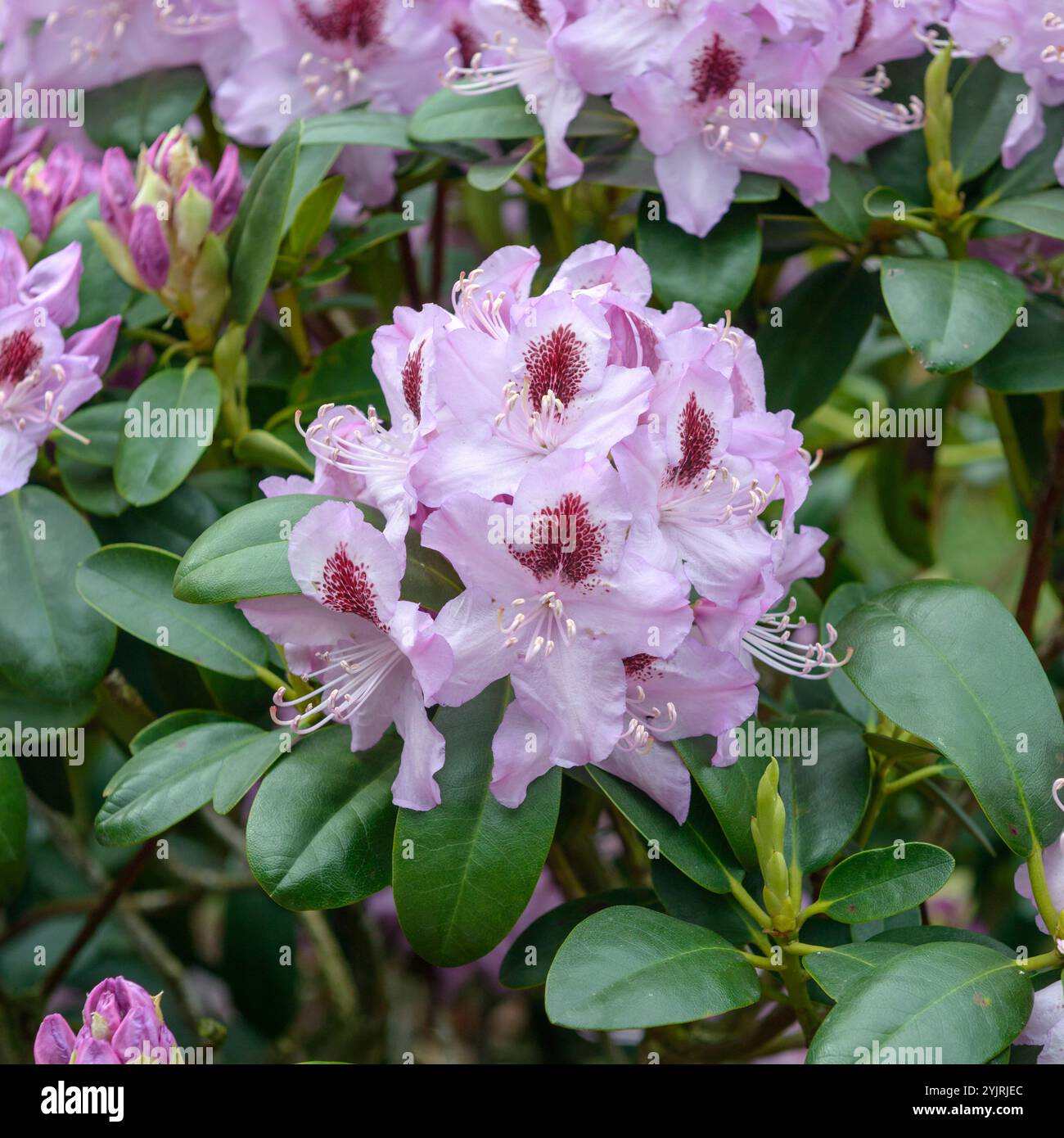 Rhododendron humboldt hi-res stock photography and images - Alamy