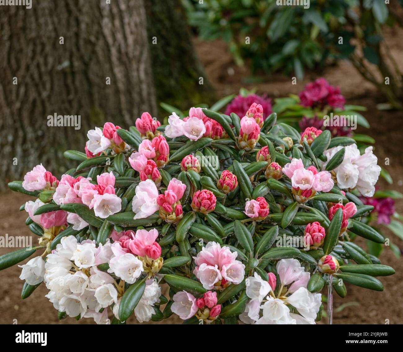Rhododendron koichiro wada hi-res stock photography and images - Alamy