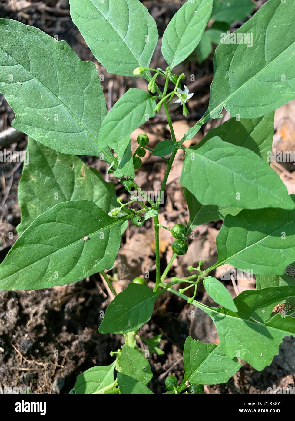 eastern black nightshade (Solanum emulans Stock Photo - Alamy