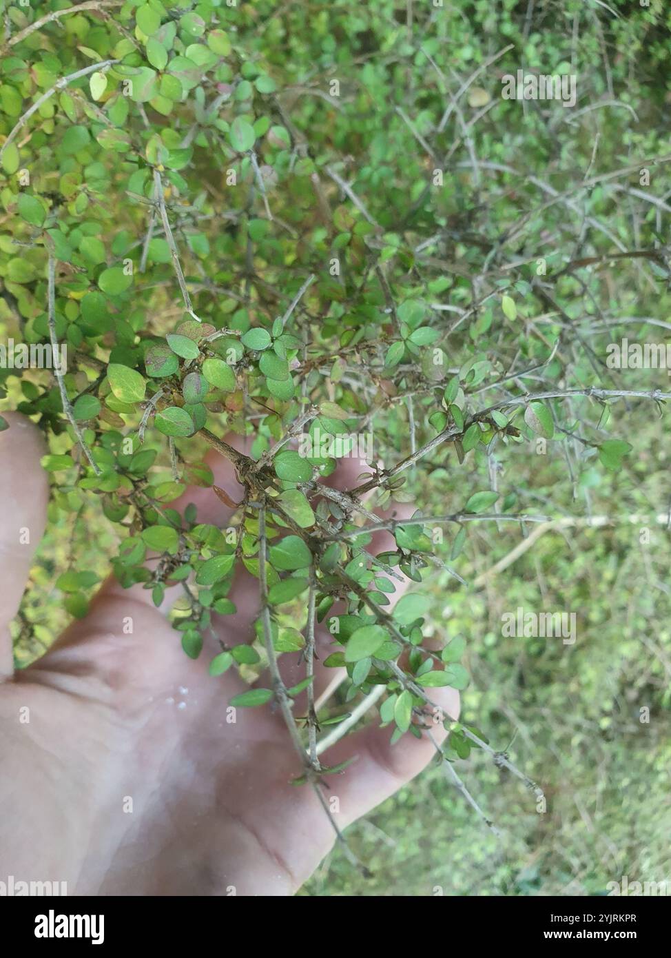 Twiggy coprosma (Coprosma rhamnoides Stock Photo - Alamy