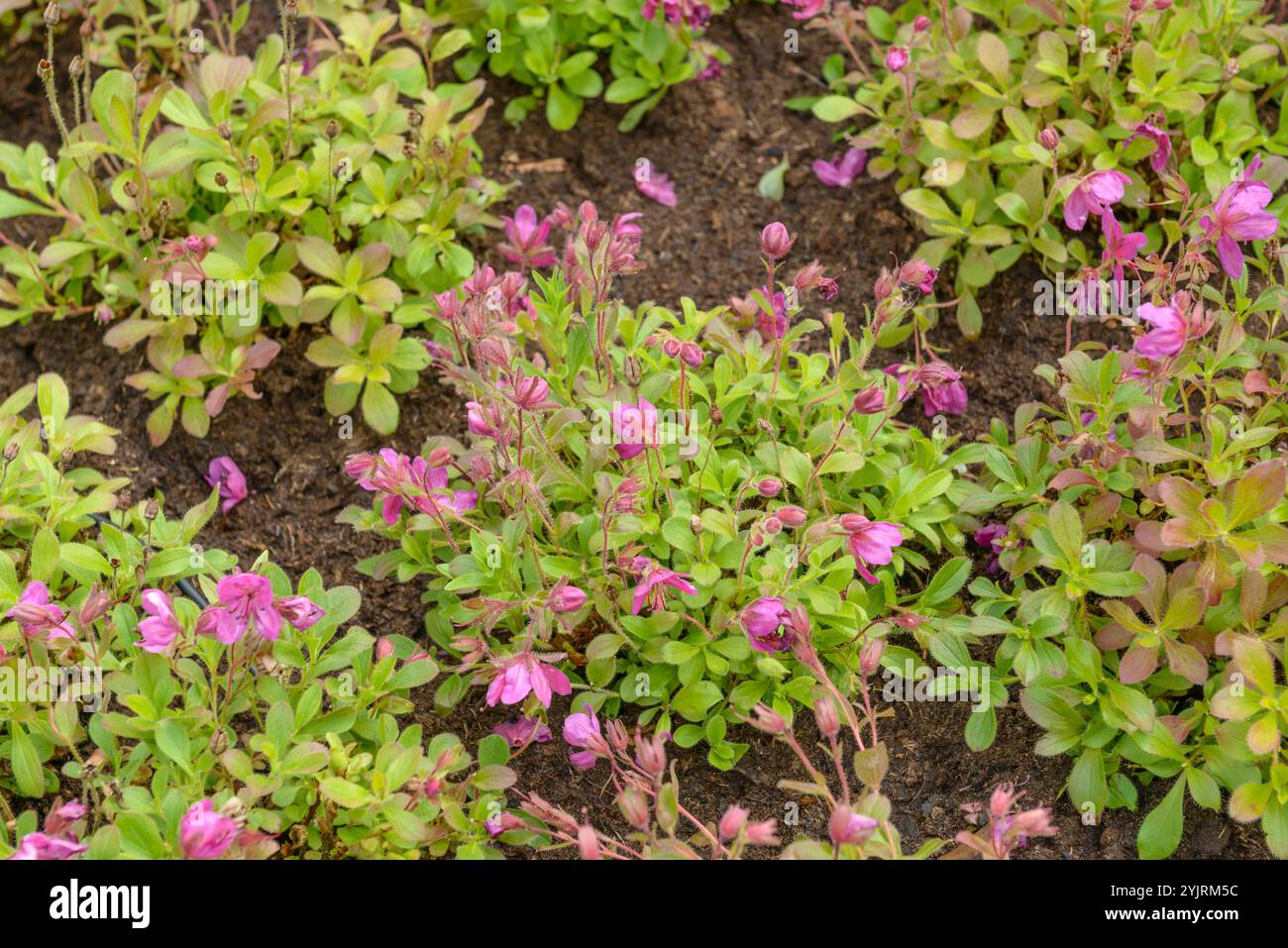 taxus baccata 160/180 Taxus baccata
