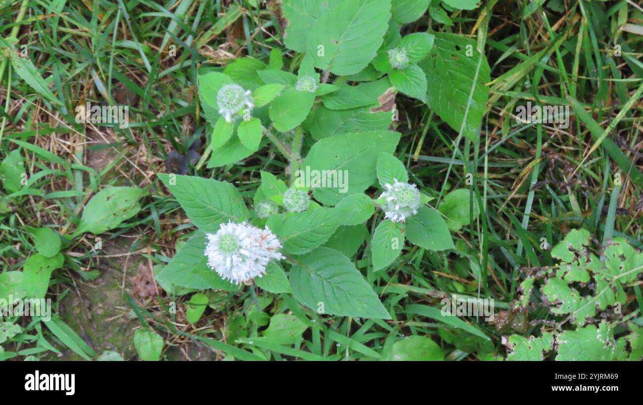 Beharry Mints Hairy Wood Mint (Blephilia hirsuta Stock Photo - Alamy