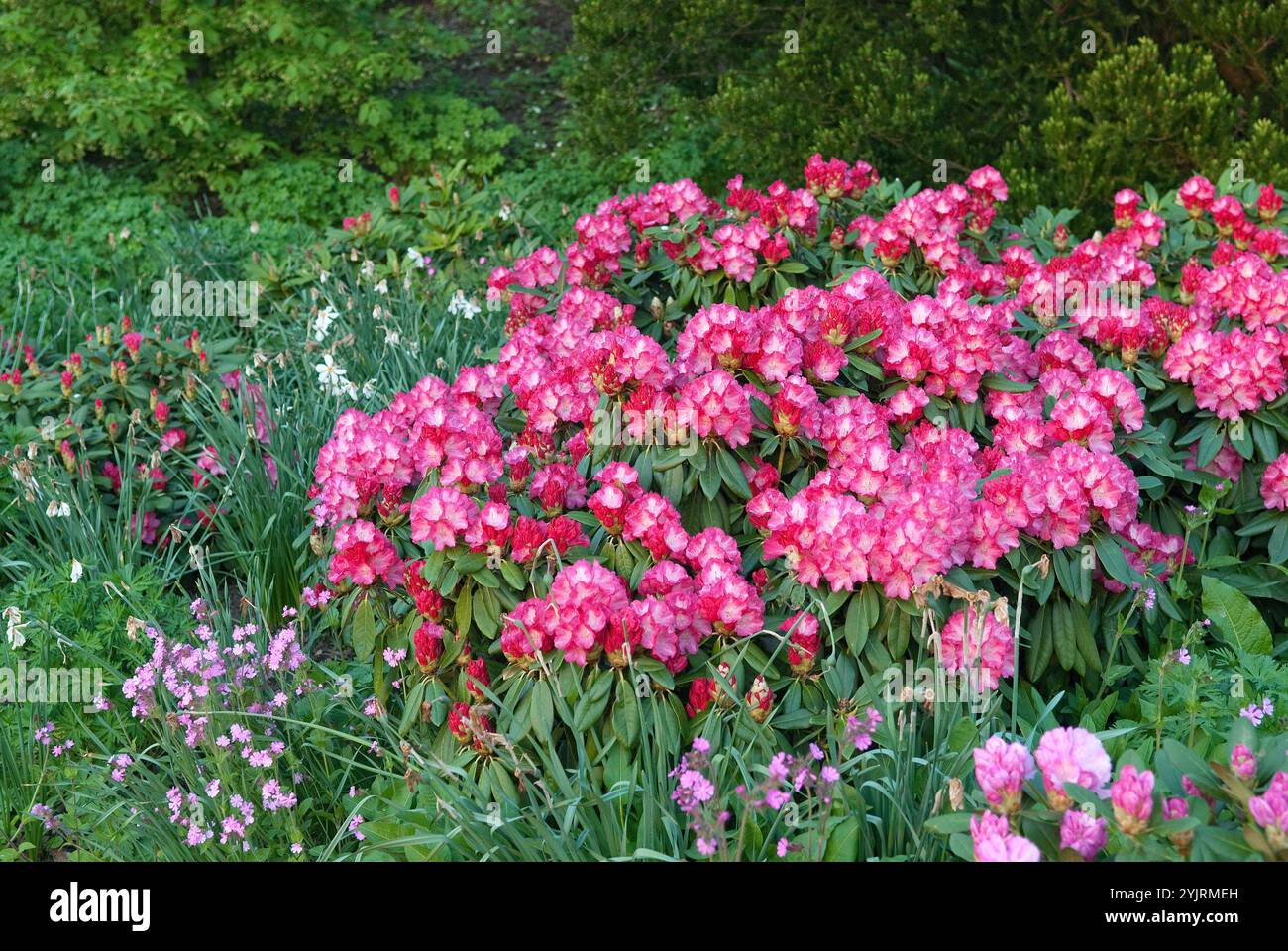 Ball rhododendron hi-res stock photography and images - Alamy