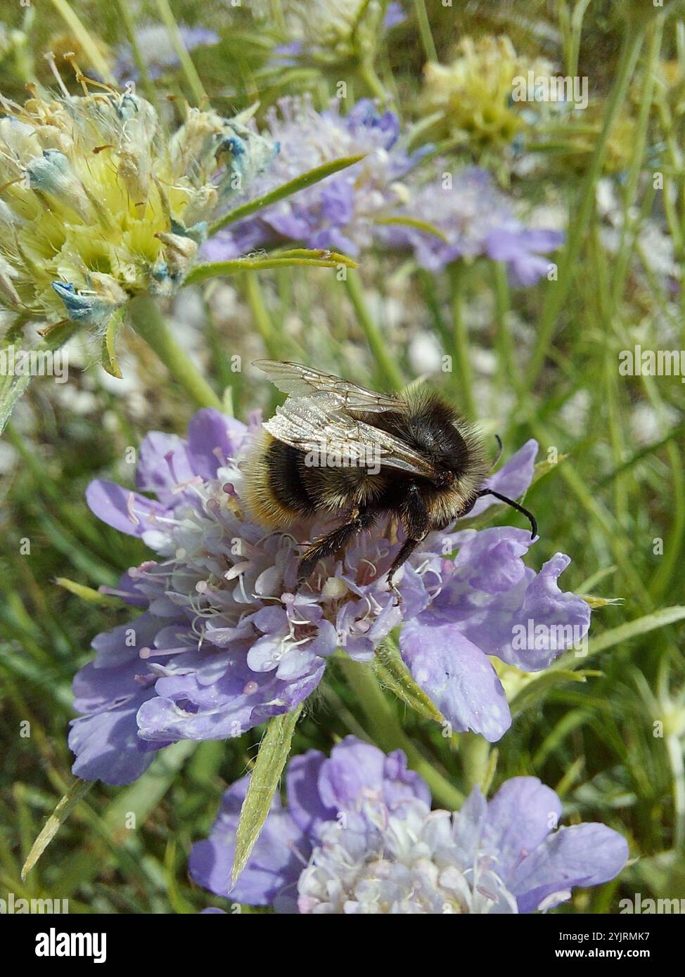 Hill Cuckoo Bumble bee (Bombus rupestris Stock Photo - Alamy