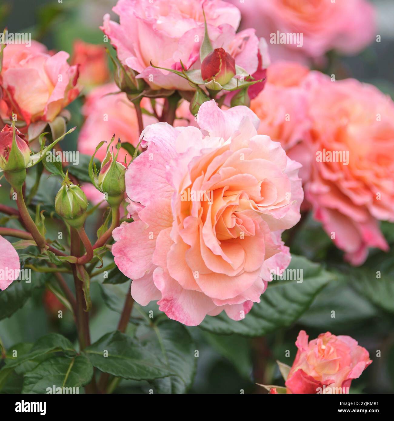edel-rose-rosa-augusta-luise-