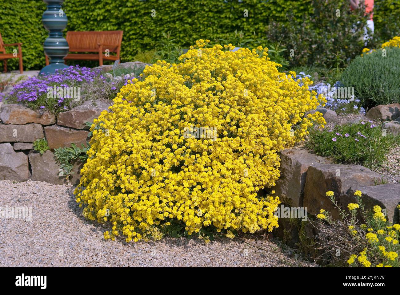 Alyssum saxatile goldkugel hi-res stock photography and images - Alamy