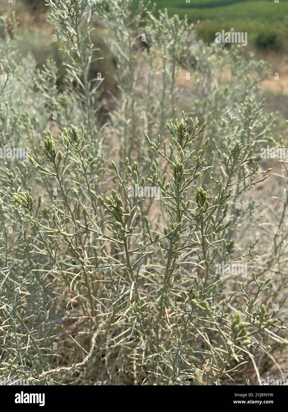 Rubber Rabbitbrush (Ericameria nauseosa Stock Photo - Alamy