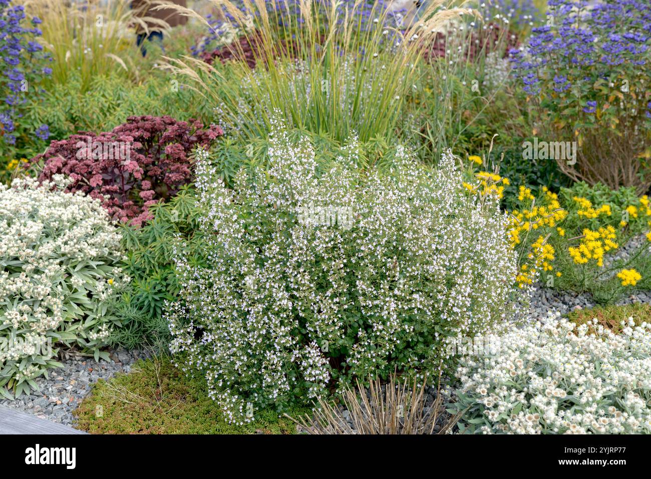 Steinquendel Calamintha nepeta Triumphator, Steinquendel Calamintha nepeta Triumphator, Stone thyme Calamintha nepeta Triumphator Stock Photo