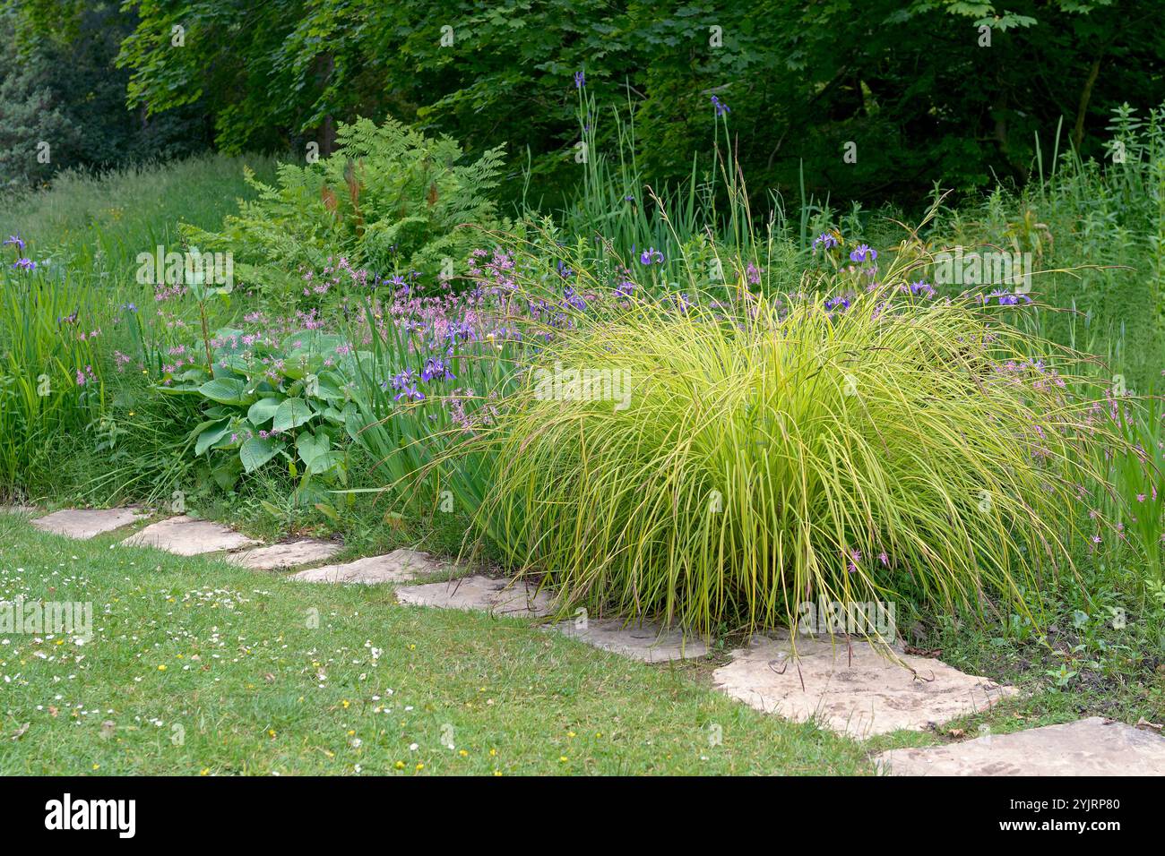 Steife Segge Carex elata Aurea, Stiff sedge Carex elata Aurea Stock Photo