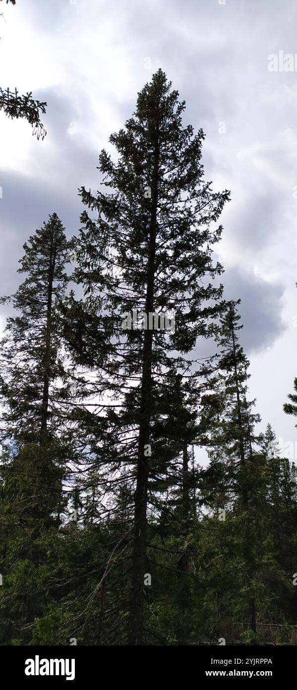 Siberian spruce christmas