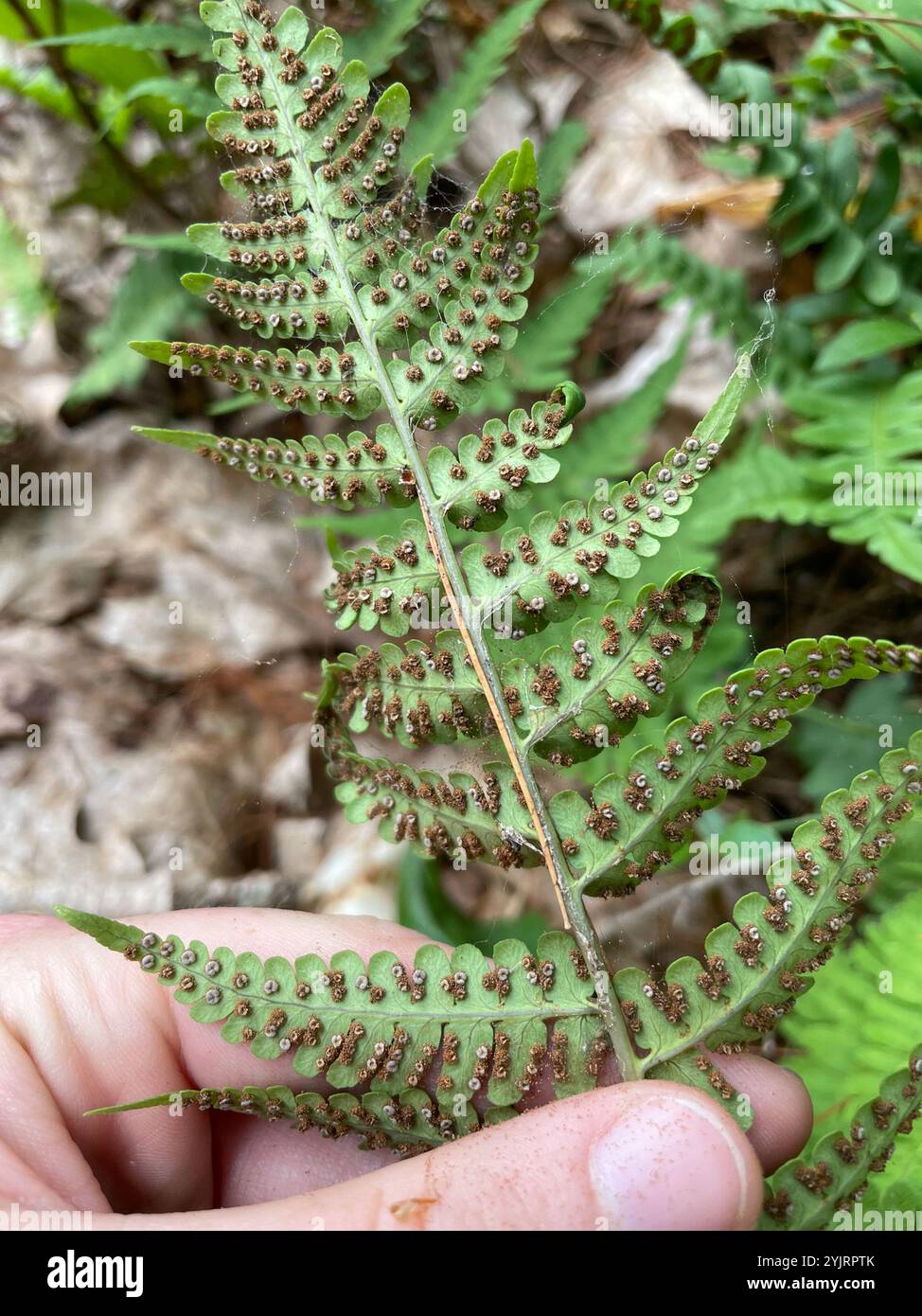 marginal wood fern (Dryopteris marginalis Stock Photo - Alamy