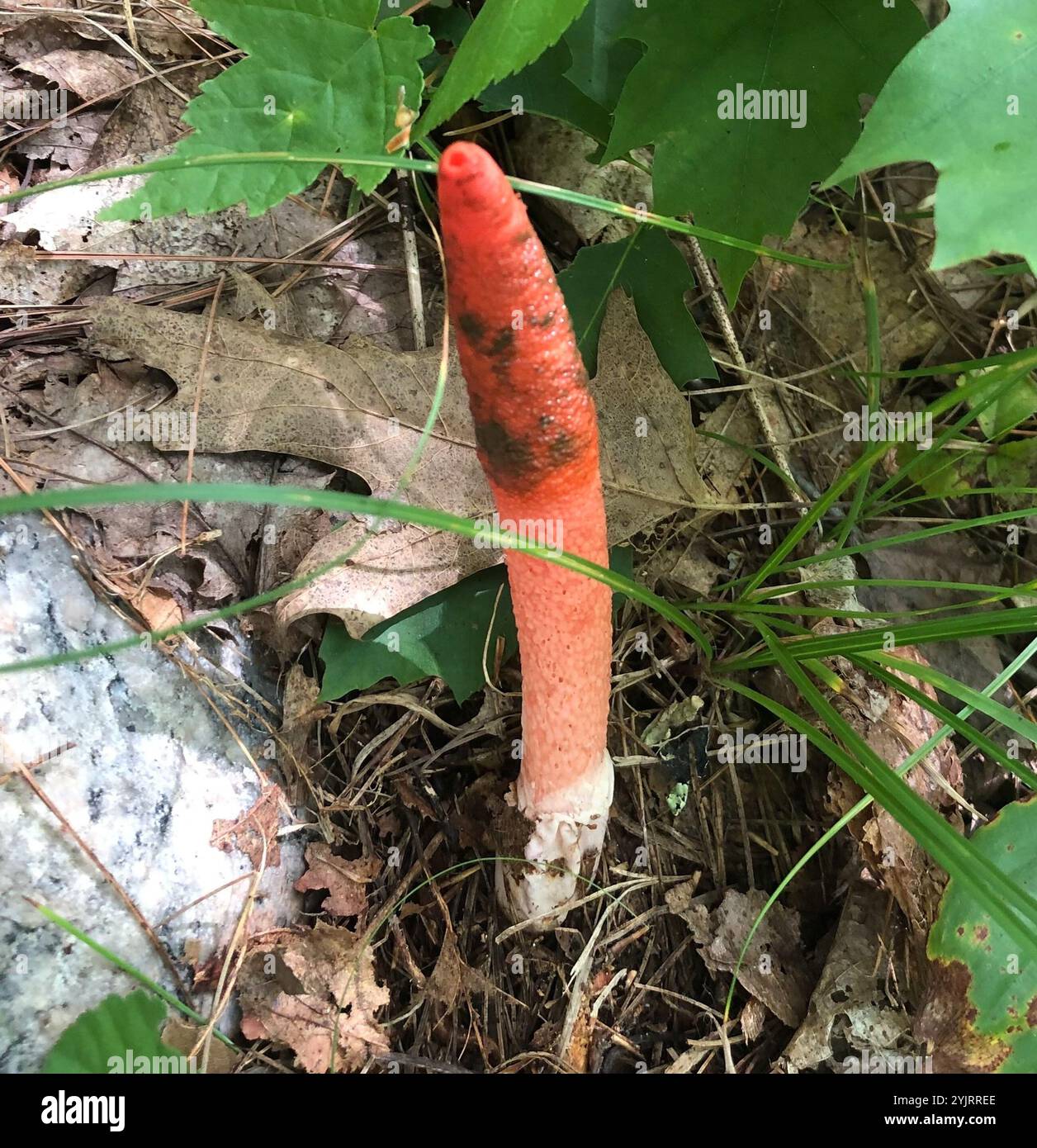 Mutinus elegans hi-res stock photography and images - Alamy