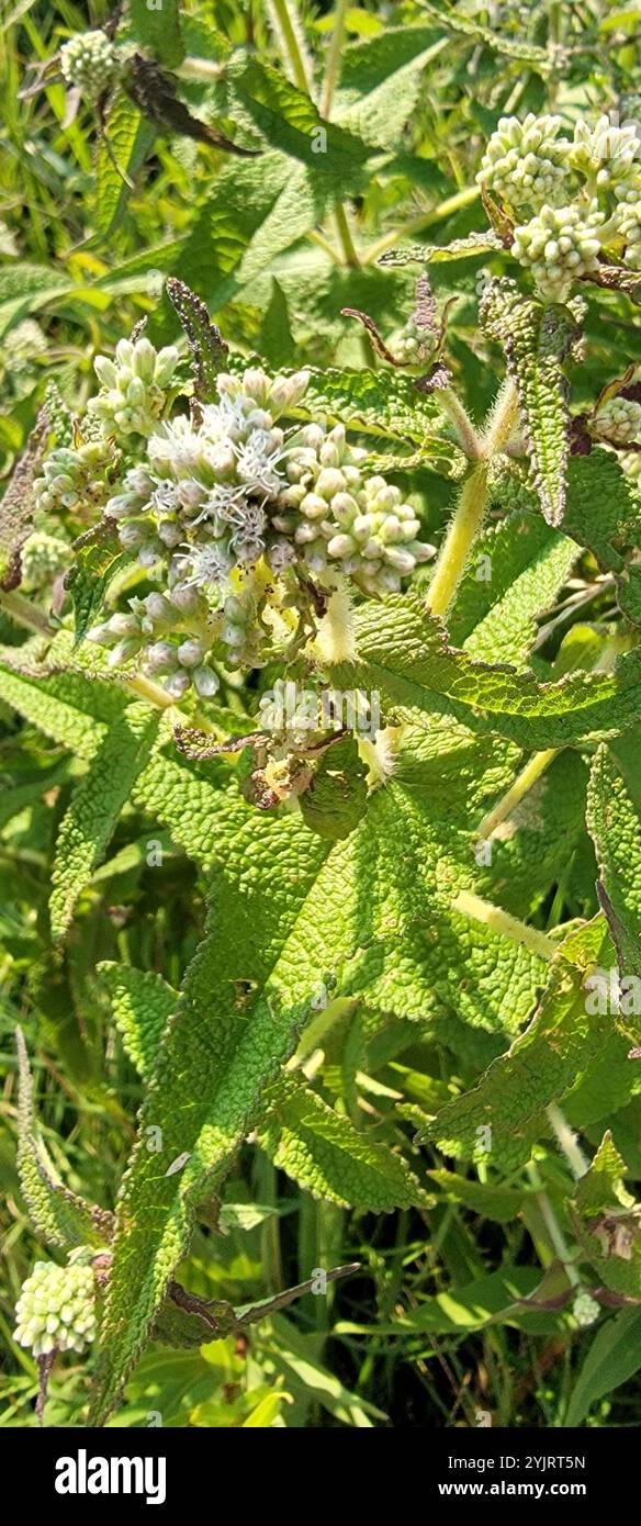 common boneset (Eupatorium perfoliatum Stock Photo - Alamy