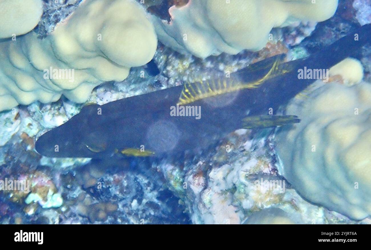 Amanses scopas hi-res stock photography and images - Alamy