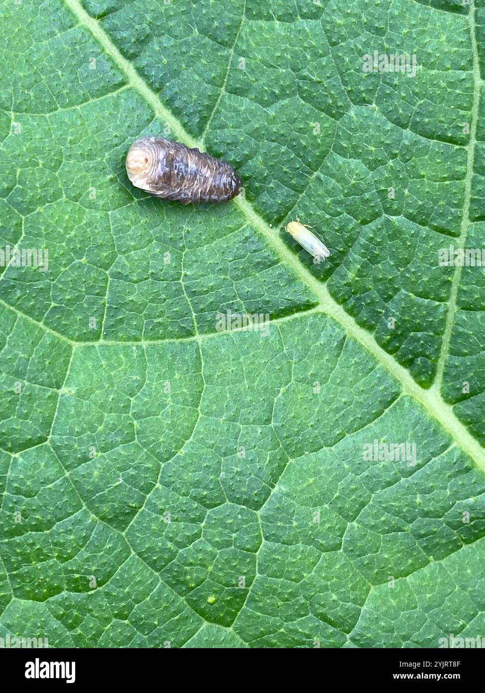 Ants, Bees, and Stinging Wasps (Aculeata Stock Photo - Alamy